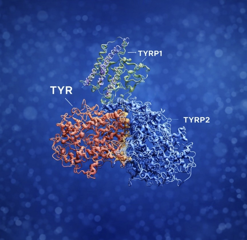 Melanogenic complex TYR-TYRP1-TYRP2 graphical abstract